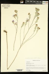 Symphyotrichum sericeum image