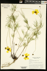 Thelesperma filifolium image