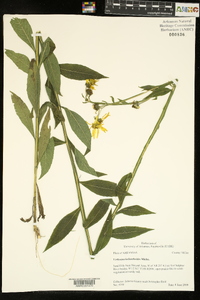 Verbesina helianthoides image