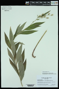 Vernonia baldwinii image