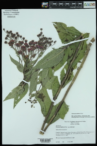 Vernonia baldwinii image