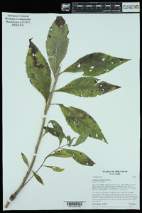 Vernonia baldwinii image