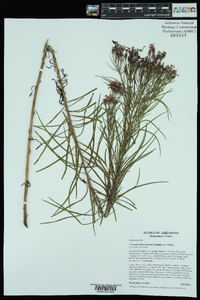 Vernonia lettermannii image