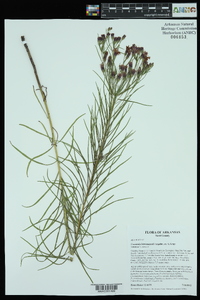 Vernonia lettermannii image