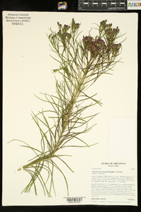 Vernonia lettermannii image