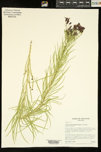 Vernonia lettermannii image