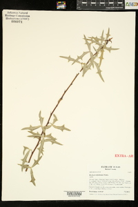 Alloberberis trifoliolata image