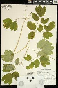 Caulophyllum thalictroides image