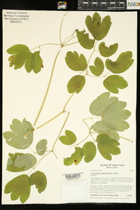 Caulophyllum thalictroides image