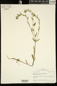 Buglossoides arvensis image