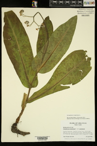 Cynoglossum virginianum image