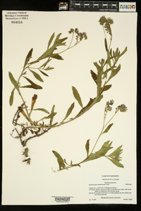 Heliotropium amplexicaule image