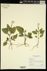 Heliotropium indicum image