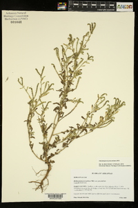 Heliotropium procumbens image