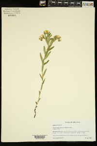 Lithospermum canescens image