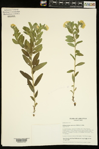 Lithospermum canescens image