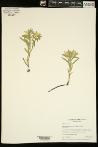 Lithospermum canescens image