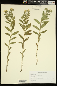 Lithospermum canescens image