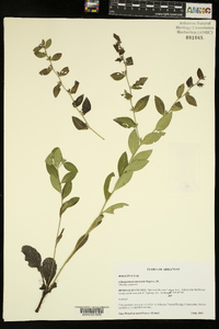 Lithospermum tuberosum image