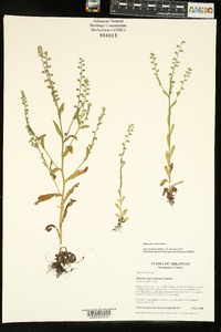 Myosotis verna image