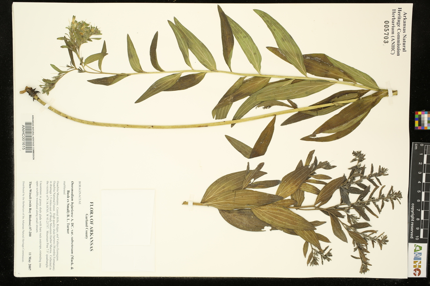 Onosmodium bejariense var. subsetosum image