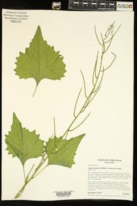 Alliaria petiolata image