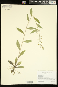 Borodinia canadensis image