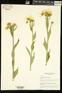 Verbesina helianthoides image