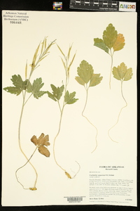 Cardamine angustata image