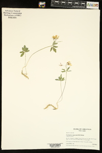 Cardamine angustata image