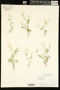 Cardamine debilis image