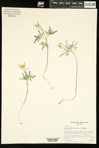 Cardamine dissecta image