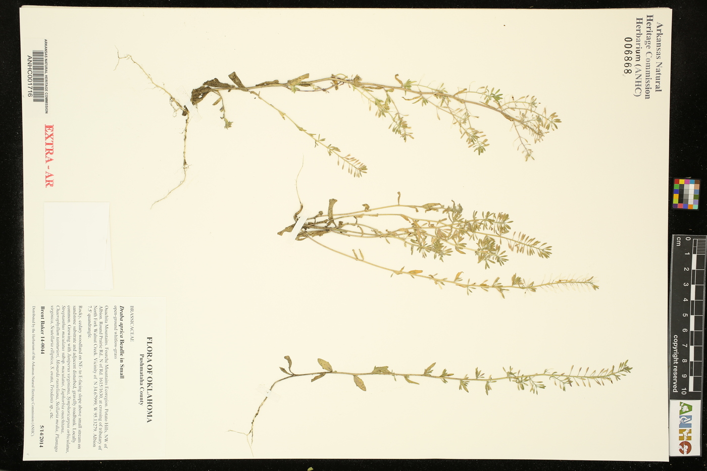 Abdra aprica image