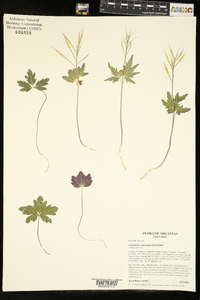 Cardamine angustata image