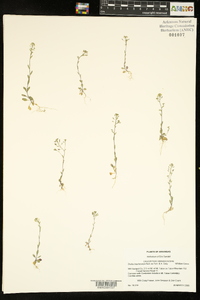 Draba brachycarpa image