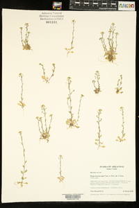 Draba brachycarpa image