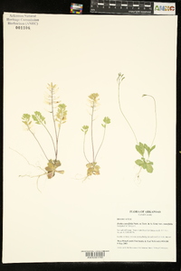 Draba cuneifolia image