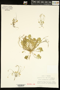 Leavenworthia aurea image