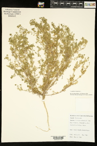 Lepidium didymum image