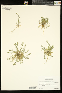 Lepidium oblongum var. oblongum image