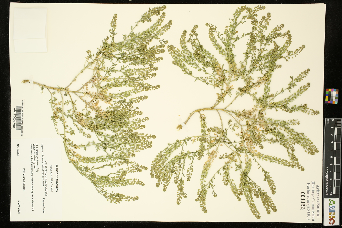 Lepidium oblongum var. oblongum image