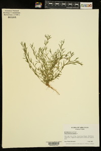 Polypremum procumbens image