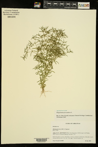 Polypremum procumbens image