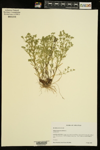 Polypremum procumbens image