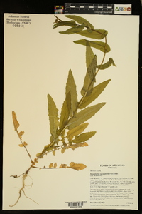 Streptanthus squamiformis image