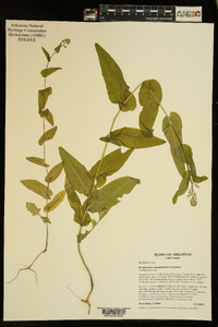 Streptanthus squamiformis image