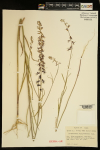 Streptanthus hyacinthoides image