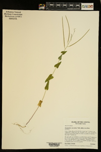 Streptanthus maculatus subsp. maculatus image