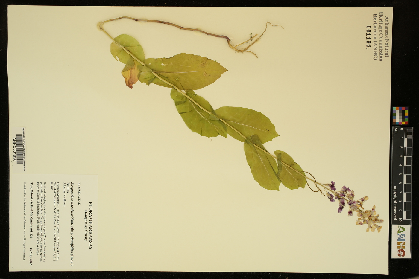 Streptanthus maculatus subsp. obtusifolius image
