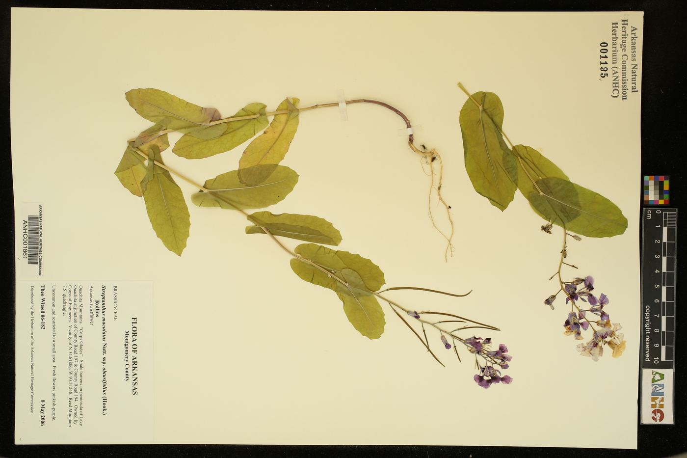 Streptanthus maculatus subsp. obtusifolius image
